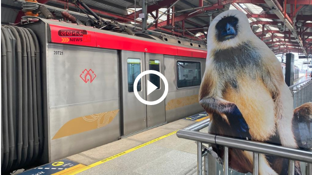 lucknow news 24 - 2021-11-08T194253.525 Video: Langurs recruited in Lucknow Metro! Deployment in Badshah Nagar and Mawaiya to make monkeys run away